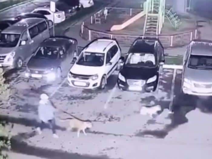 «Оба ранее судимые»: полицейские Каменска-Уральского установили владельцев бойцовских собак, напавших на местного жителя