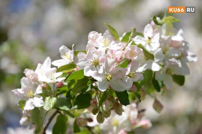 Жара до +22 градусов: синоптики назвали дату потепления в Свердловской области  