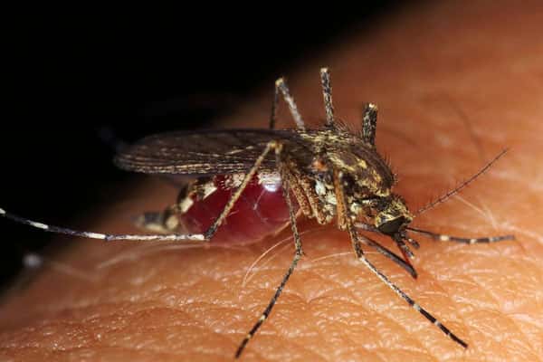 Комары атакуют Каменск-Уральский: насекомые появились раньше срока