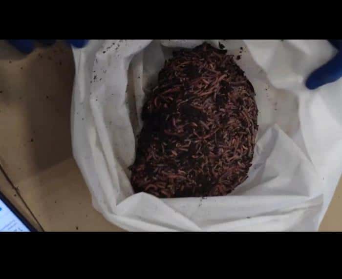 Свердловская область отправила 400кг дождевых червей в ОАЭ