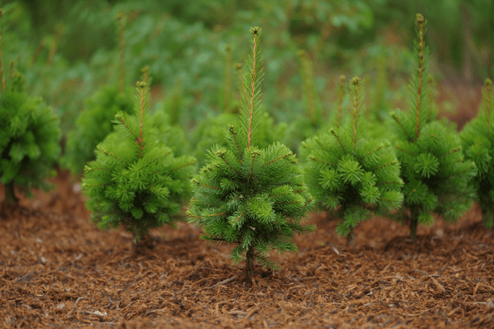 Свердловчане создают живые памятники героям войны: 15 тысяч деревьев высажено за один день