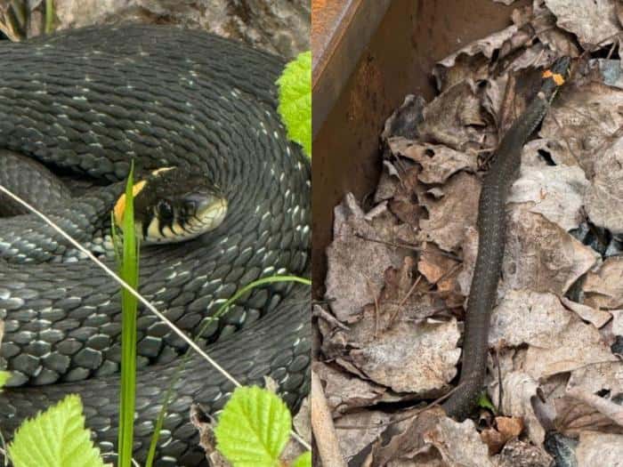 «В основном — ужики»: грибники пожаловались на нашествие змей в уральских лесах