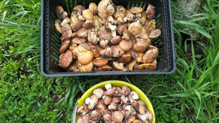 Свердловчане находят майские маслята за 15 минут: секреты удачной грибной охоты