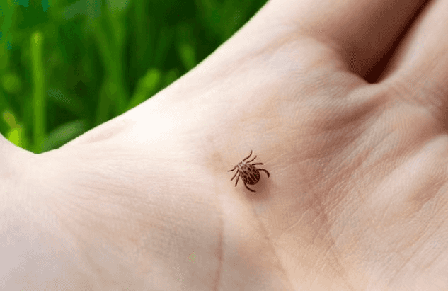 Всех покусали: Свердловская область лидирует по числу жертв клещей