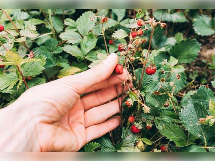 Земляничный сезон стартовал в Свердловской области: первые сборы и места нахождения