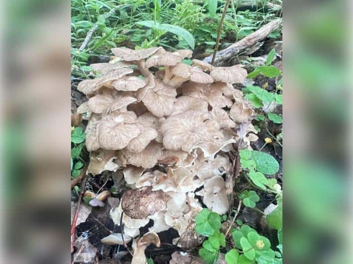 Редкий краснокнижный гриб нашли в Свердловской области