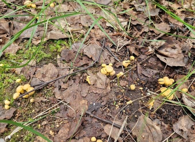 В лесах под Екатеринбургом появились первые лисички, но грибники пока не спешат с «охотой»
