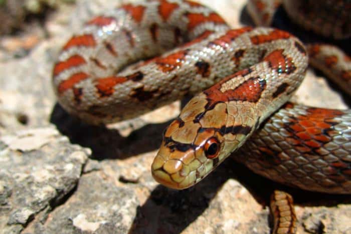 Пять детей попали в больницу из-за укусов змей в Свердловской области