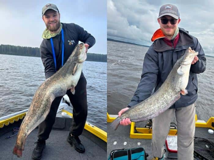 Рыба размером с человека! Свердловчане вытащили гиганта из Камы