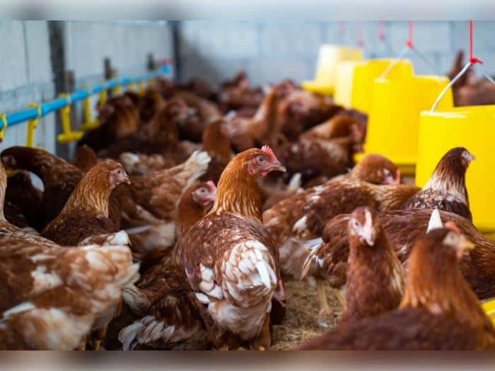 Сальмонелла в фарше и канализация в убойном цехе: на свердловской птицефабрике всплыли шокирующие нарушения