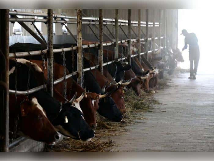  Паслер даёт деньги на фермы: кто в Свердловской области получит господдержку и куда пойдут миллионы?