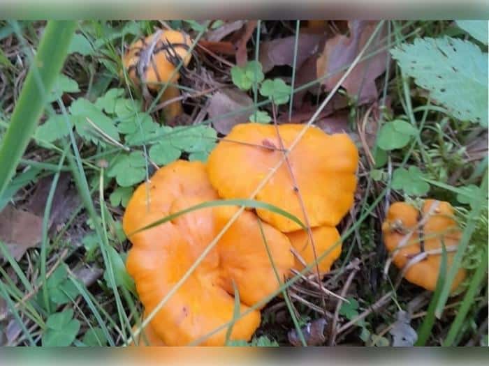 В лесах — урожай! Свердловские грибники несут лисички ведрами и готовятся к малиновой атаке