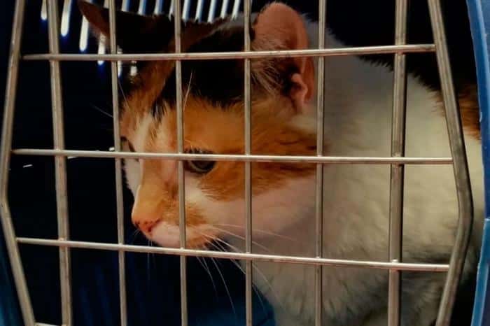 В Свердловской области появится цифровая база всех собак и кошек — в том числе бездомных