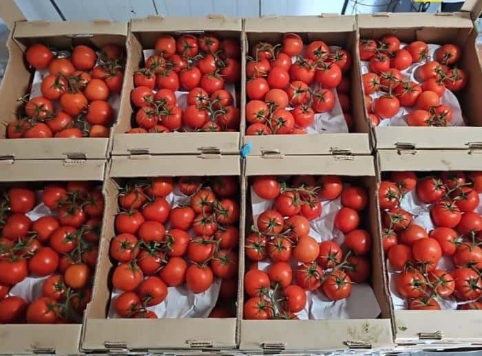 Опасный вирус нашли в казахстанских томатах, завезённых в Свердловскую область. Весь груз уничтожили