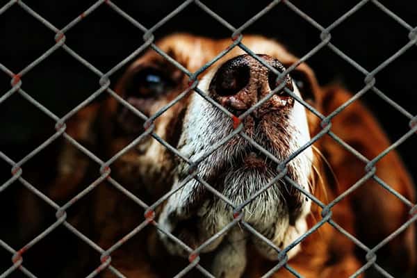 «Собаку не отдадим — карантин!»: каменские юристы отбили питомца у асбестовского приюта