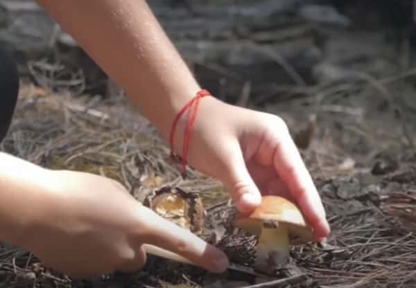 Только три гриба можно есть без обработки — а остальные? Что нужно знать перед «тихой охотой»