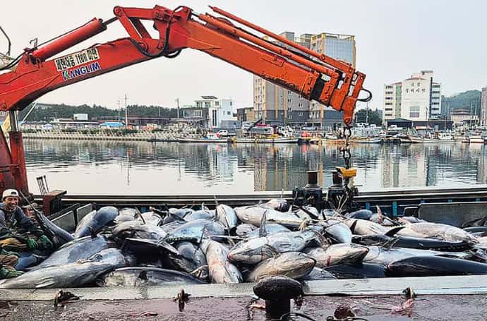 Поймали рыбу почти на $2 млн — и отпустили: южнокорейские рыбаки превысили лимит на тунца