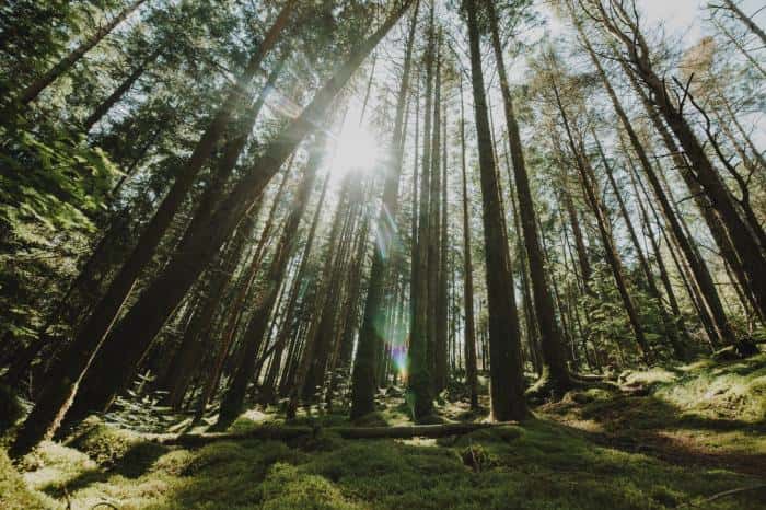 Вредитель атакует: в Свердловской области закрыли тысячи гектаров леса