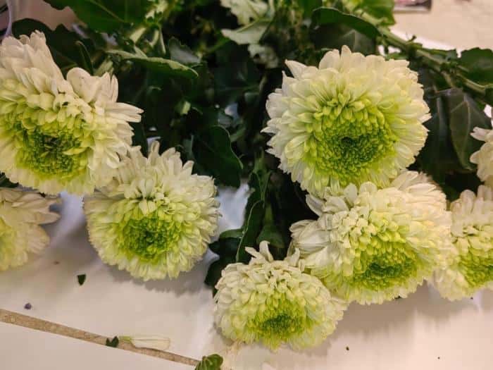 124 тысячи опасных хризантем пытались ввезти в Свердловскую область — Россельхознадзор остановил груз