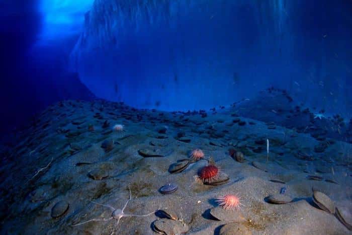 Океаны нагрелись до критического уровня. Климатическая катастрофа ближе, чем кажется — исследование