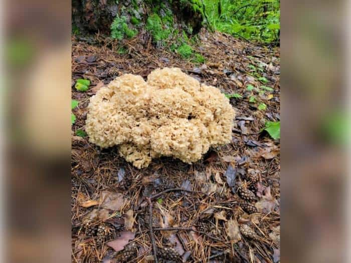 «Лесной монстр» весом до 10 кг: свердловчане нашли редчайший гриб из Красной книги