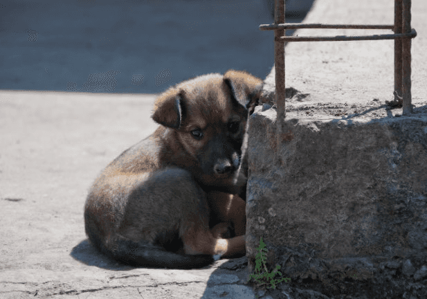 8 миллионов «черных» заводчиков в России: кто травит нам жизнь больными псами за 300 тысяч