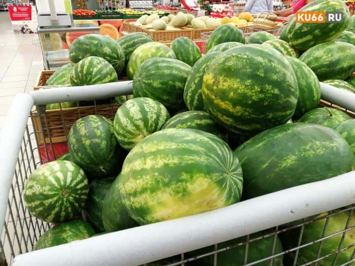 Как выбрать арбуз, чтобы не отравиться? Главные ошибки покупателя 
