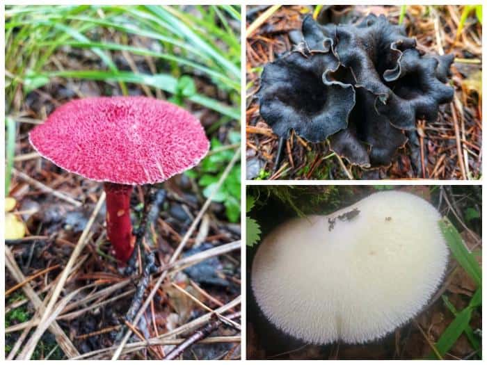 Грибы, как из мультфильма! Уральцы нашли в лесу ярко-розового красавца 