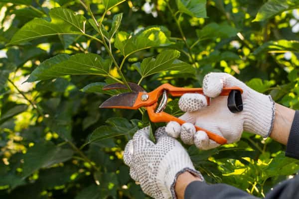 В России ужесточили наказание за выращивание запрещённых растений на дачах