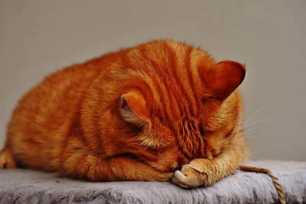 Шокирующее открытие: кошки страдают деменцией так же, как люди