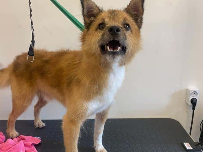 Из истощённого и недоверчивого — в собаку-обнимаку: Дружок из Каменска-Уральского обретает дом