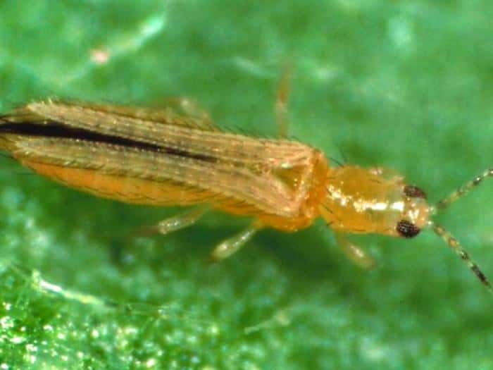 Опасный трипс в теплице: в Свердловской области введён карантин из-за цветочного вредителя