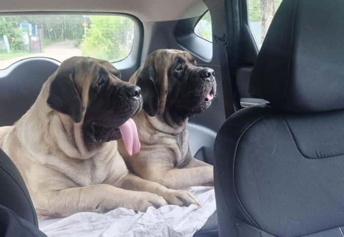 Собаки, кошки и отпуск: свердловчане массово бронируют жильё для отдыха с питомцами