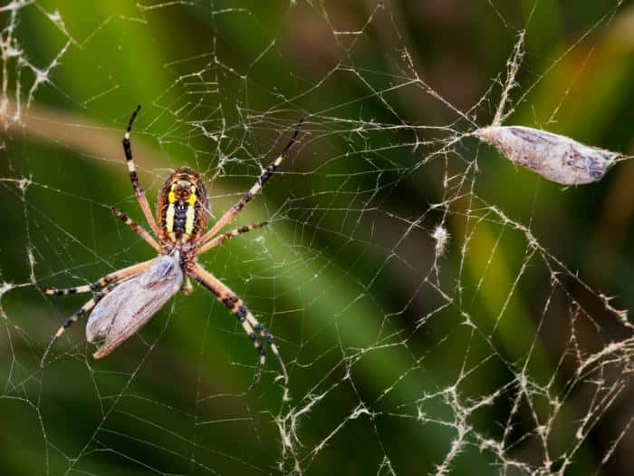 Опасные пауки-осы атакуют Россию: укус может вызвать анафилактический шок