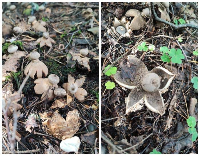 «Нашли сказочный гриб, но брать его нельзя»: в уральских лесах растет космическое чудо 