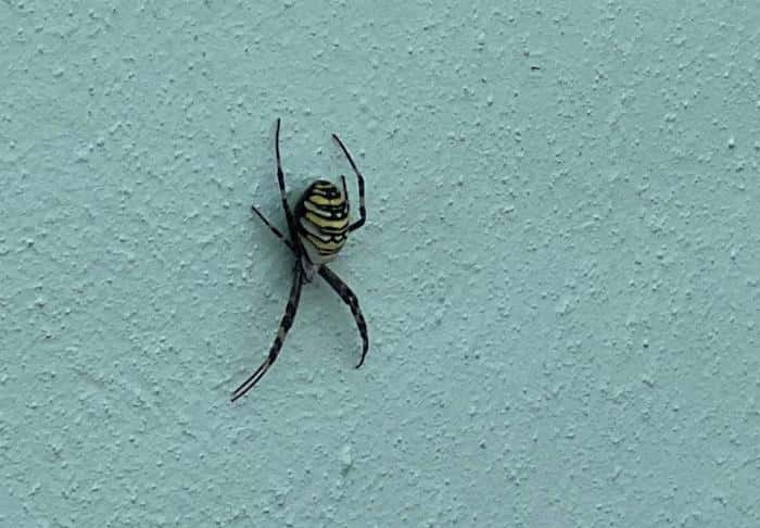 Ядовитый паук-оса замечен в Каменске-Уральском: что нужно знать о его укусах