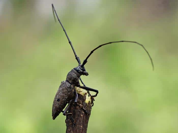 «В древесине нашли живого усача»: Россельхознадзор остановил экспорт леса в Свердловской области