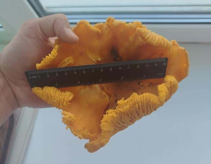 Гигантскую 20-сантиметровую лисичку нашел грибник в Свердловской области