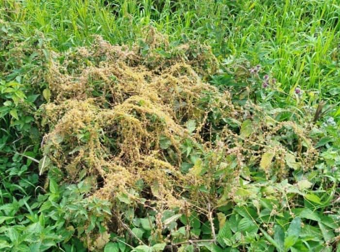 В Свердловской области нашли опасного паразита, отравляющего урожай и скот