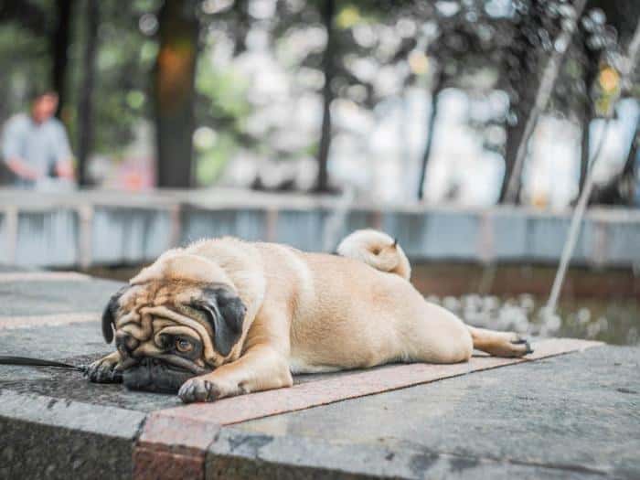 «20 тысяч за таблетки и ноль эффекта»: как помочь собаке при аллергии