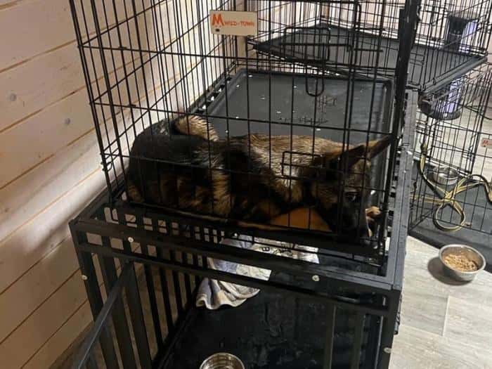 Спасите собак: как екатеринбурженка раскрыла ужасы «черной передержки» для собак звезд