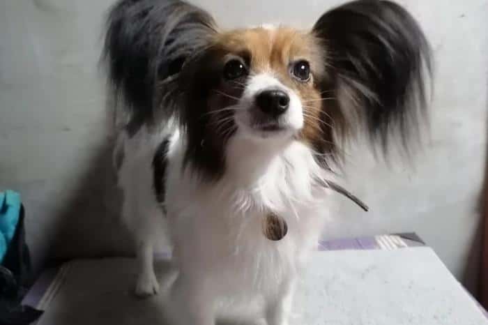 Пропавшую в поезде Новороссийск – Екатеринбург собаку нашли! Вы не поверите, что ее спасло