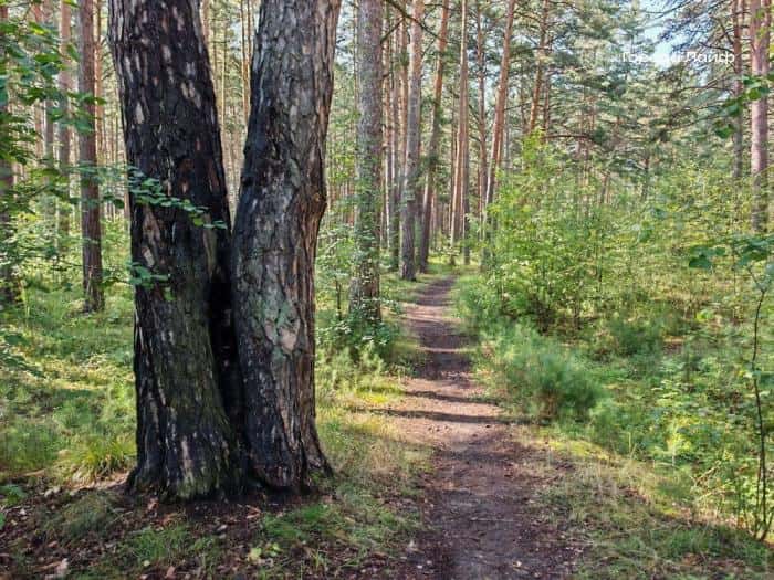 В российских лесах теперь можно выращивать голубику и иван-чай: новые правила Минприроды