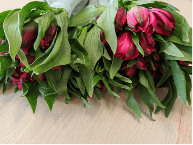 Цветы с сюрпризом: партия заражённых роз с опасным вредителем была уничтожена в Свердловской области