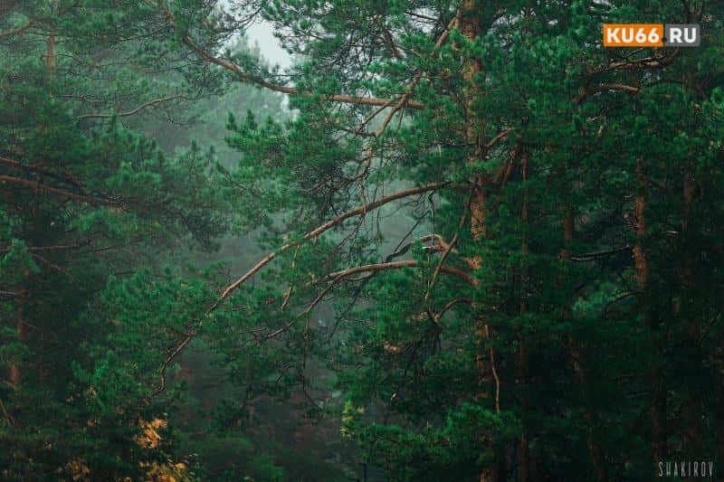 В лесах Каменска-Уральского выявили незаконные рубки и десятки нарушений