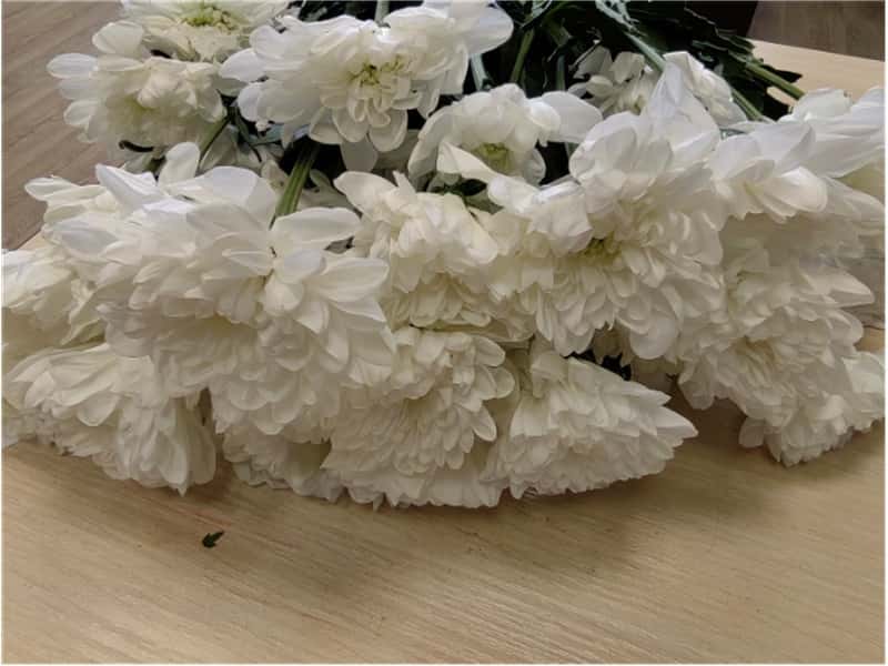 В Свердловской области «поймали» заражённые хризантемы с опасным насекомым