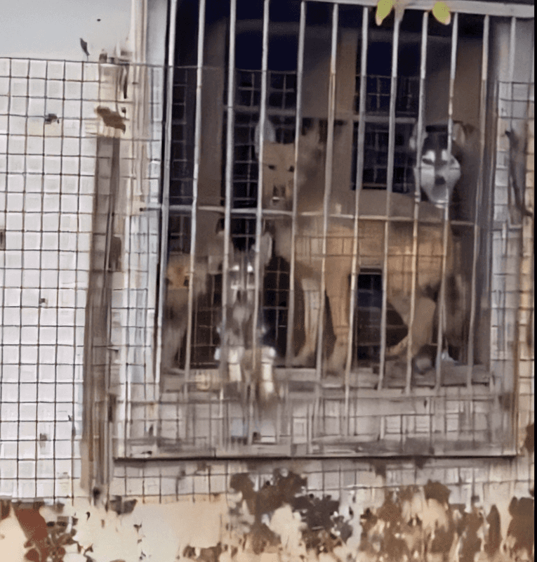 Цепи, грязь, печи: вагончики смерти для собак обнаружены в Свердловской области