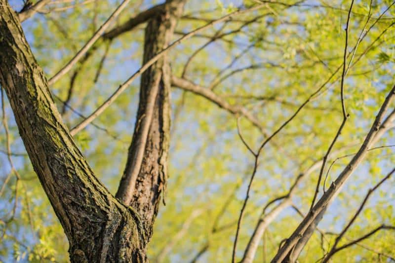 Не руби ветку и не зевай: что нельзя делать 5 октября в день Ионы и Фоки по народным приметам