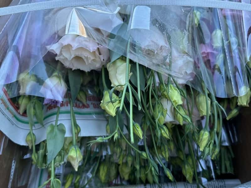 В Свердловскую область из Армении завезли 23,5 тысячи цветов