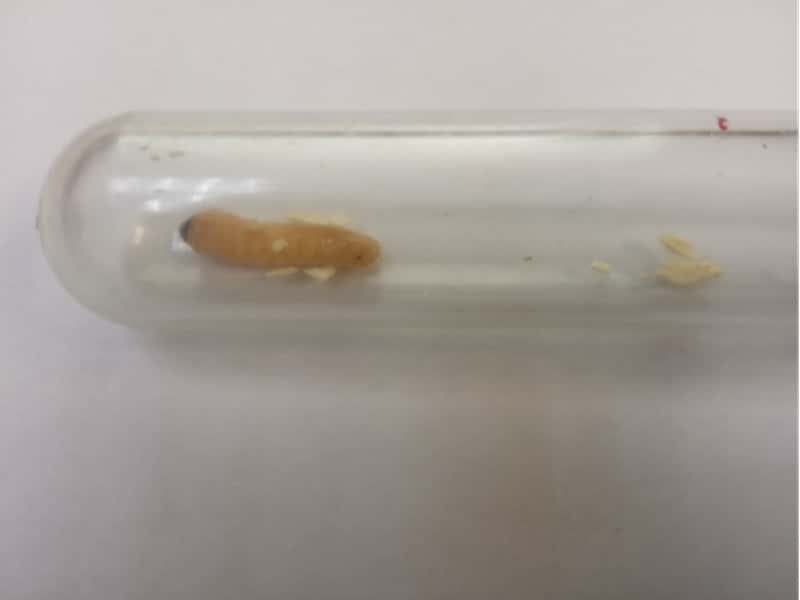 Россельхознадзор предотвратил вывоз заражённой лесопродукции из Свердловской области